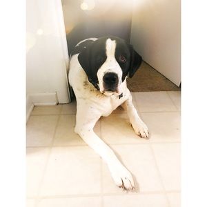 Meet your Posher, Abigail